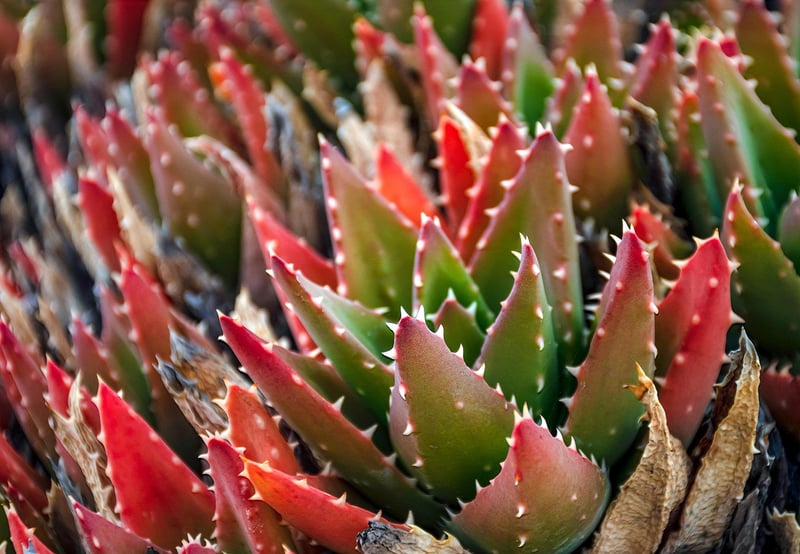 Plant Paradise
